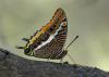Charaxes jasius